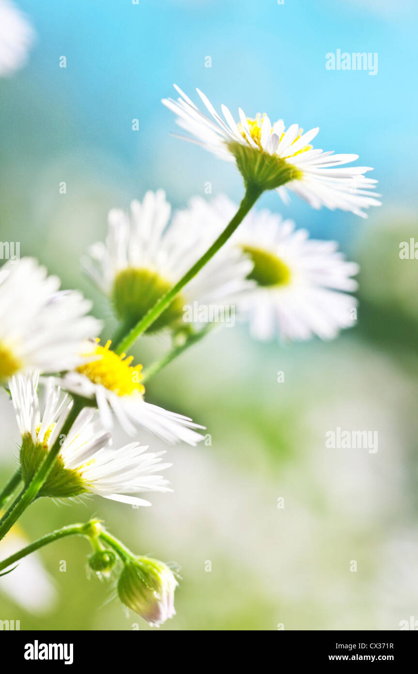Weißen Kamille auf Sommerwiese mit unscharfen Hintergrund Stockfoto