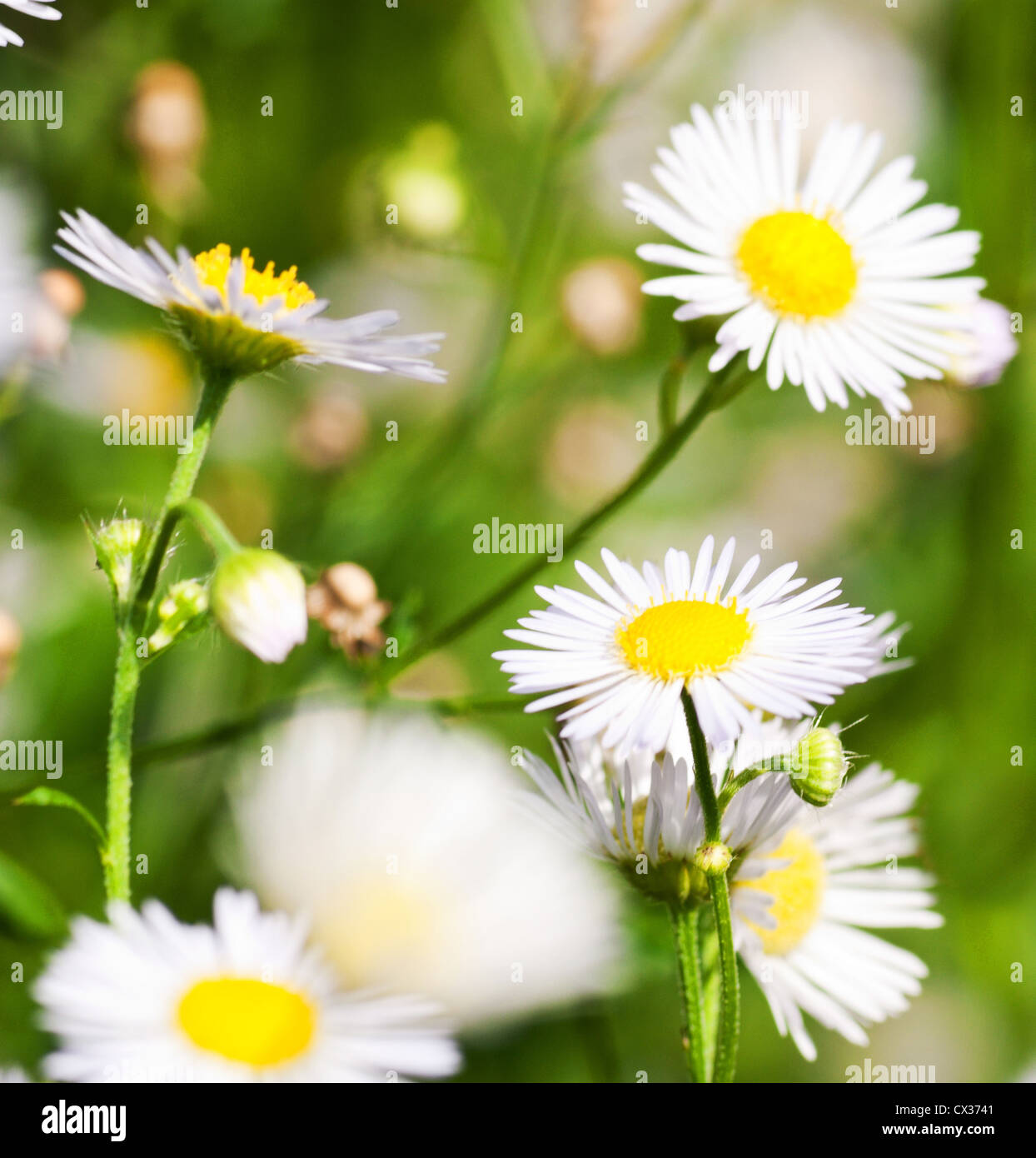 Weißen Kamille auf Sommerwiese mit unscharfen Hintergrund Stockfoto
