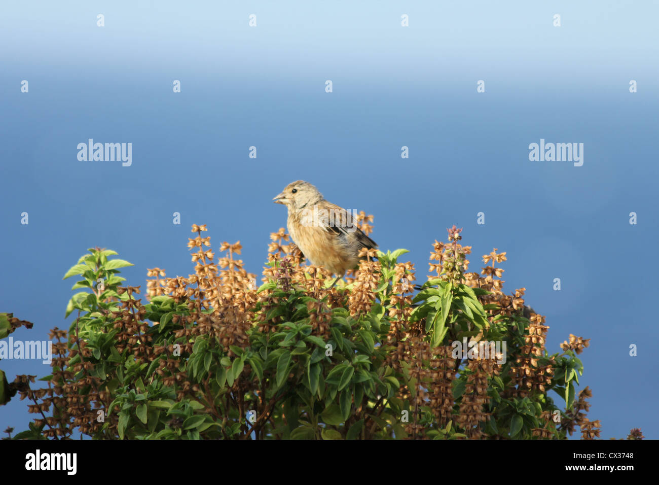 Hänfling (Zuchtjahr Cannabina) Essen Samen auf eine Topfpflanze in Griechenland. Stockfoto
