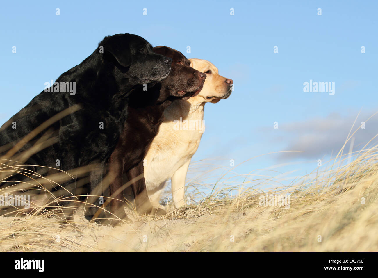 Labrador Retriever sitzend Stockfoto