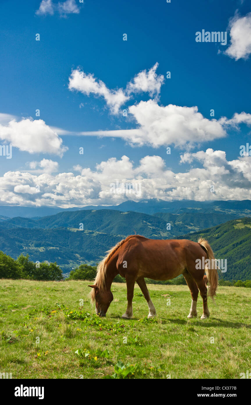 Pferd auf der Weide in den Karpaten Stockfoto