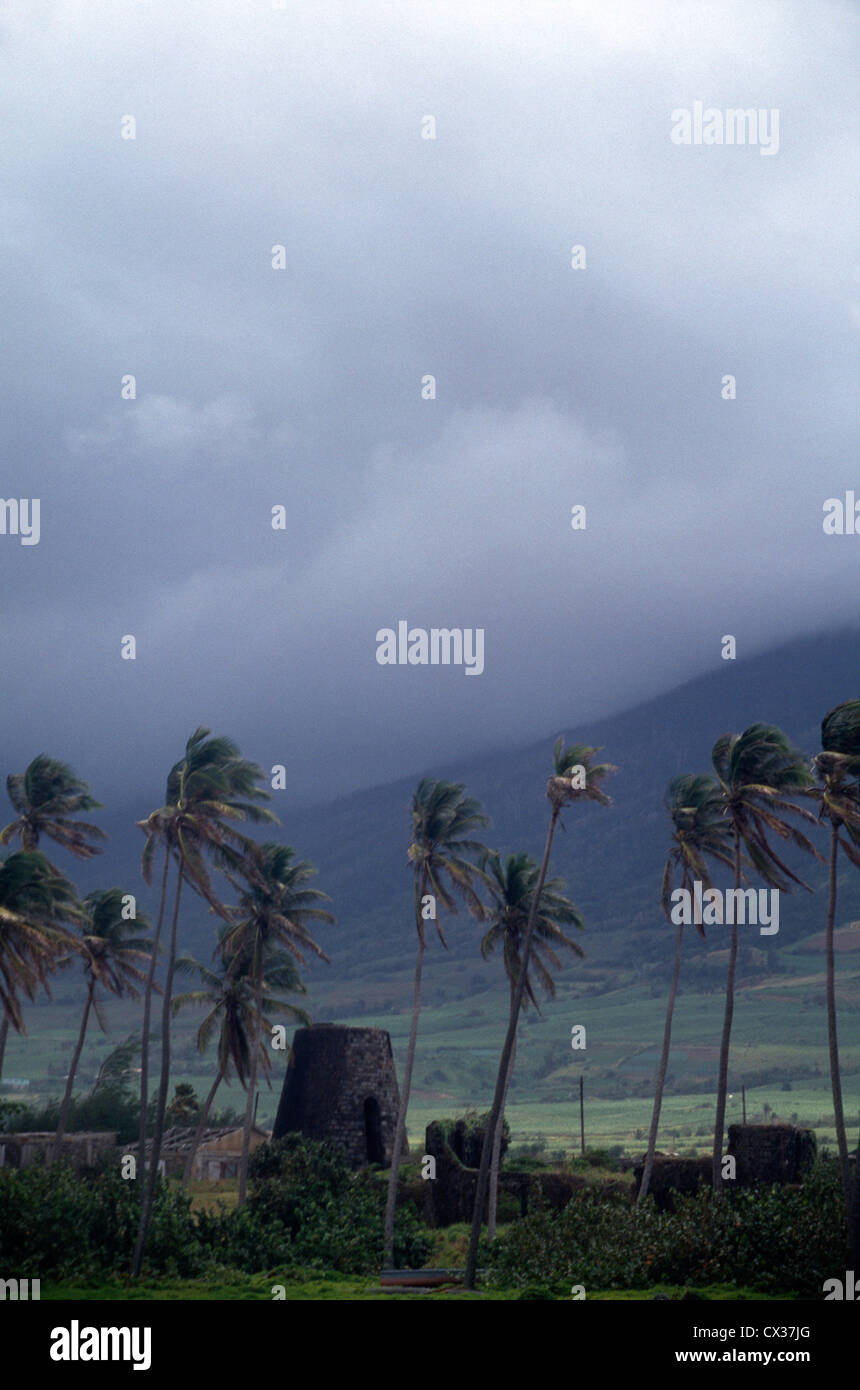 Goldene Zitrone St Kitts Sturmwind weht durch die Palmen Stockfoto