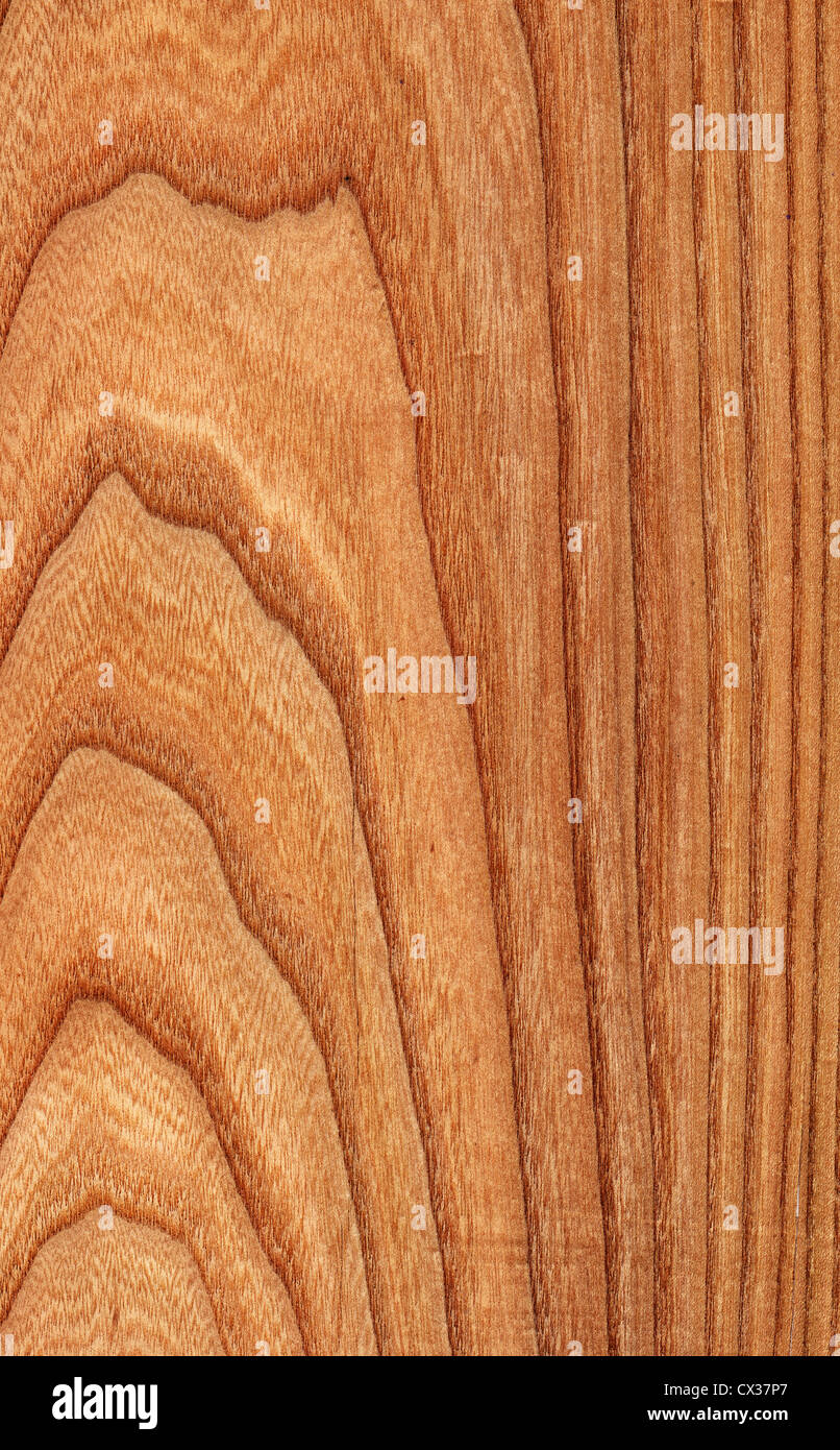 Textur von Elm (hoch-detaillierte Holzstruktur Serie) Stockfoto