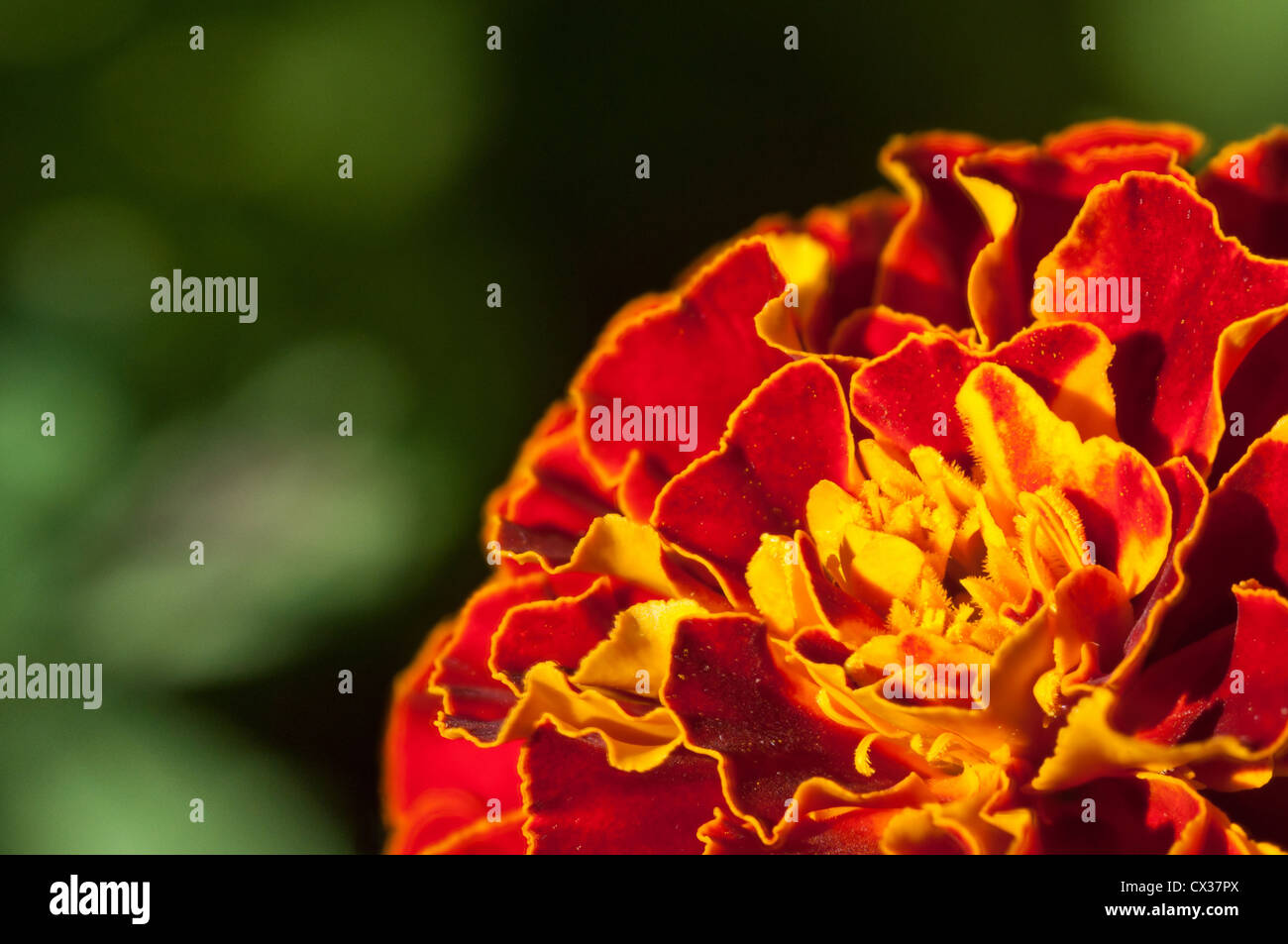 Hautnah auf einer Orange Ringelblumeblume im Sommer. Stockfoto