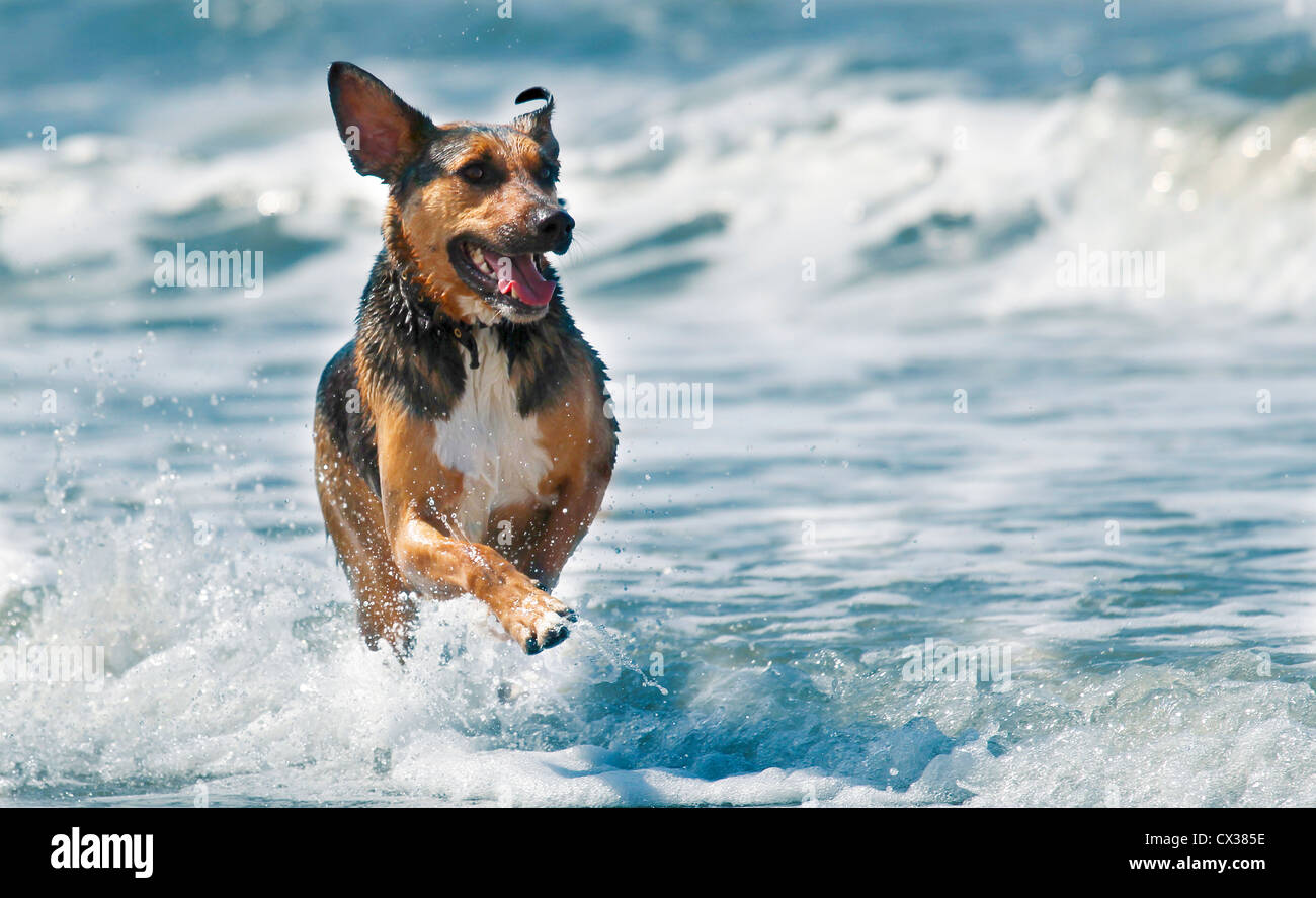 Glücklicher Hund im Meer, vorne auf Stockfoto