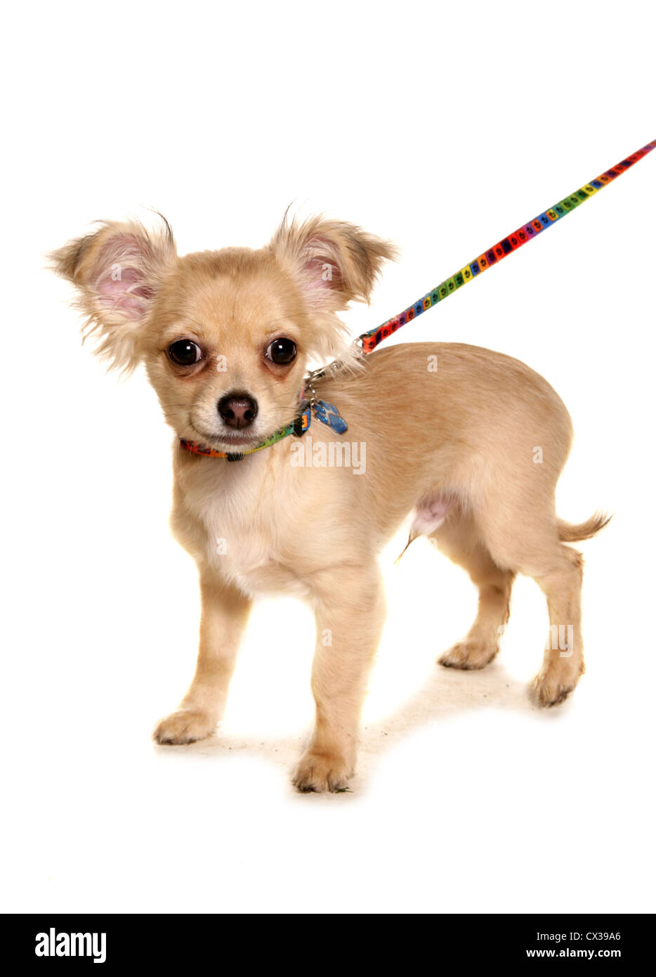 Einzelne Chihuahua Welpen an der Leine Studio, UK Stockfoto