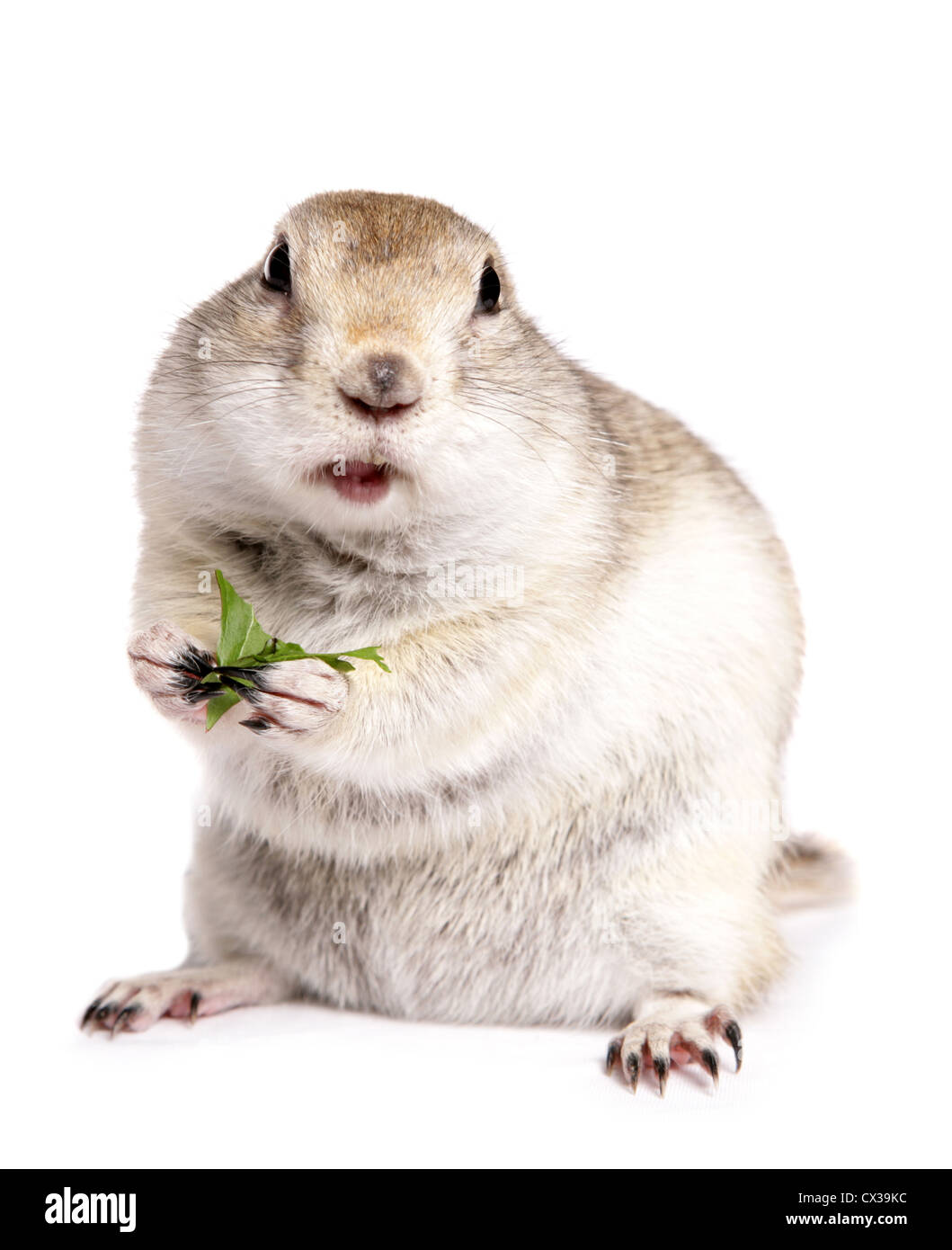 Ricardsons Ziesel Urocitellus Richardsonii alleinstehende Erwachsene in einem studio Stockfoto