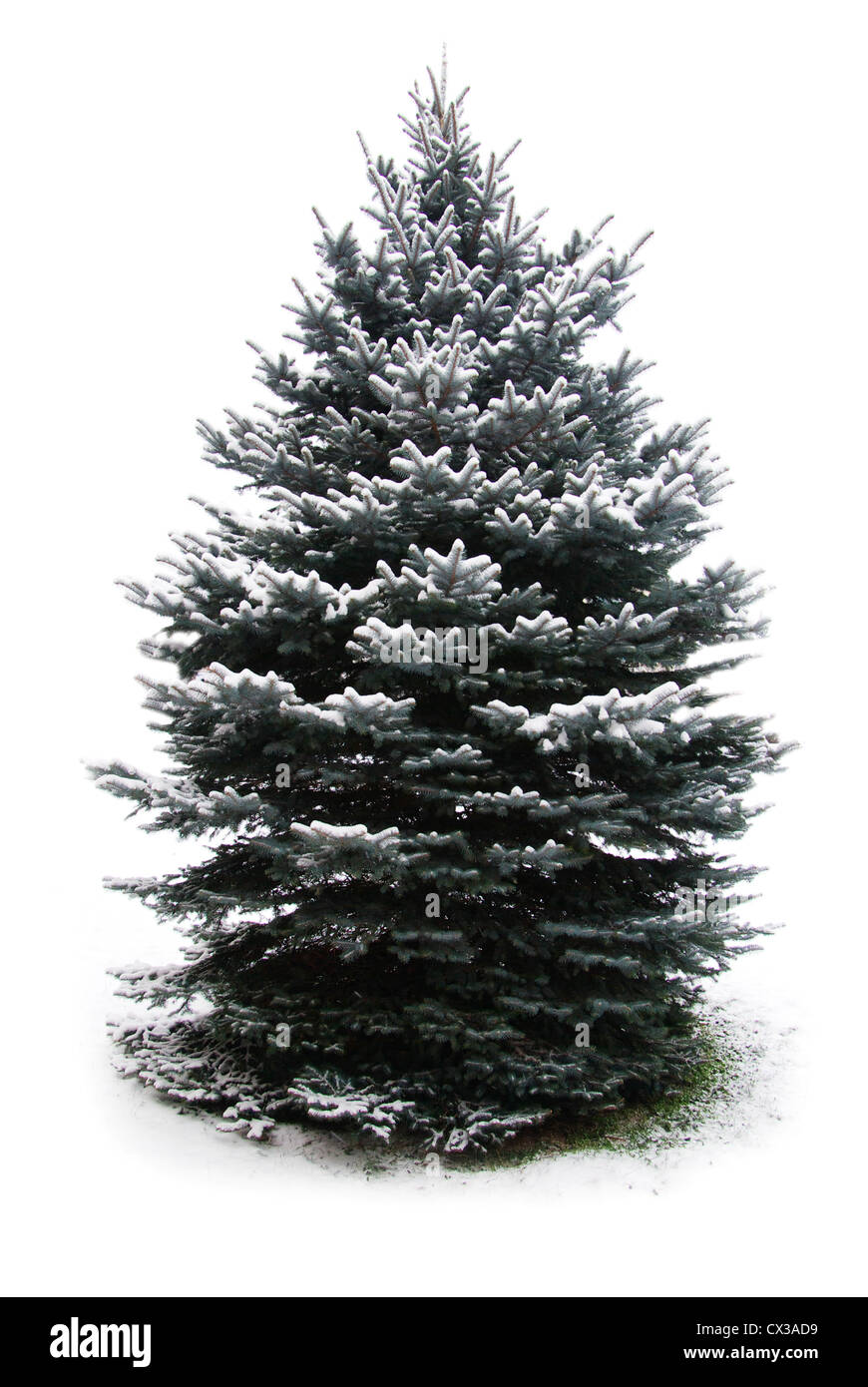 Tanne Baum Zweige Weihnachtsdekoration auf weiß Stockfoto
