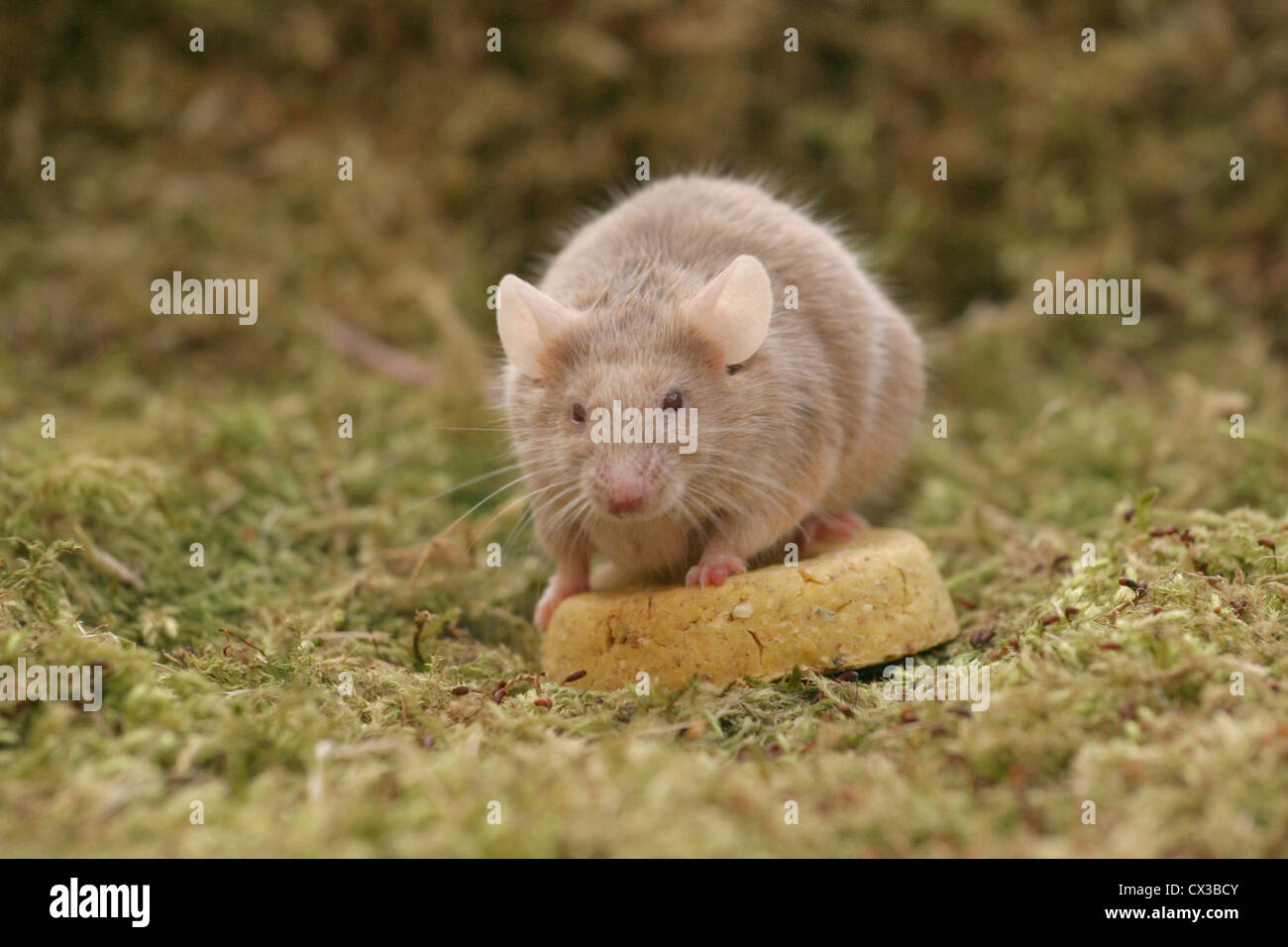 Maus Stockfoto