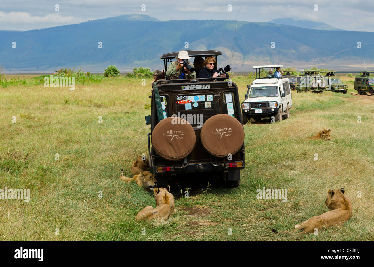 Tansania Afrika Ngorongoro Conservation Area Krater mit unheimliche Begegnung der Löwen von Fahrzeugen im Schatten ruhen Stockfoto