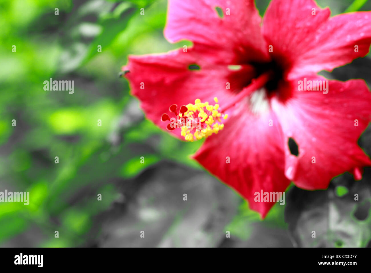 Hibiskusblüte Stockfoto