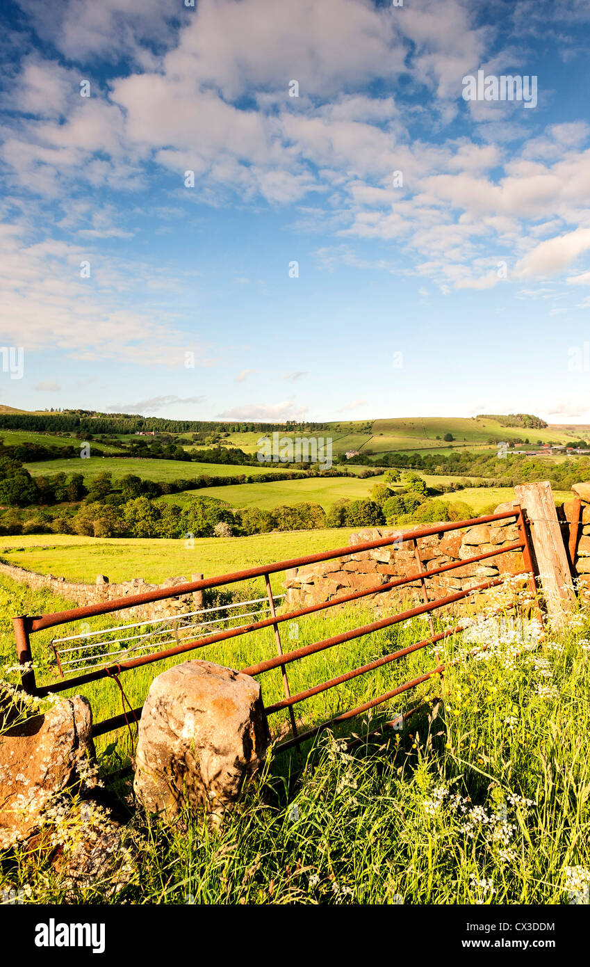 Wildblumenwiesen und hügelige Ackerland in der Nähe von Thorgill in Rosedale Stockfoto