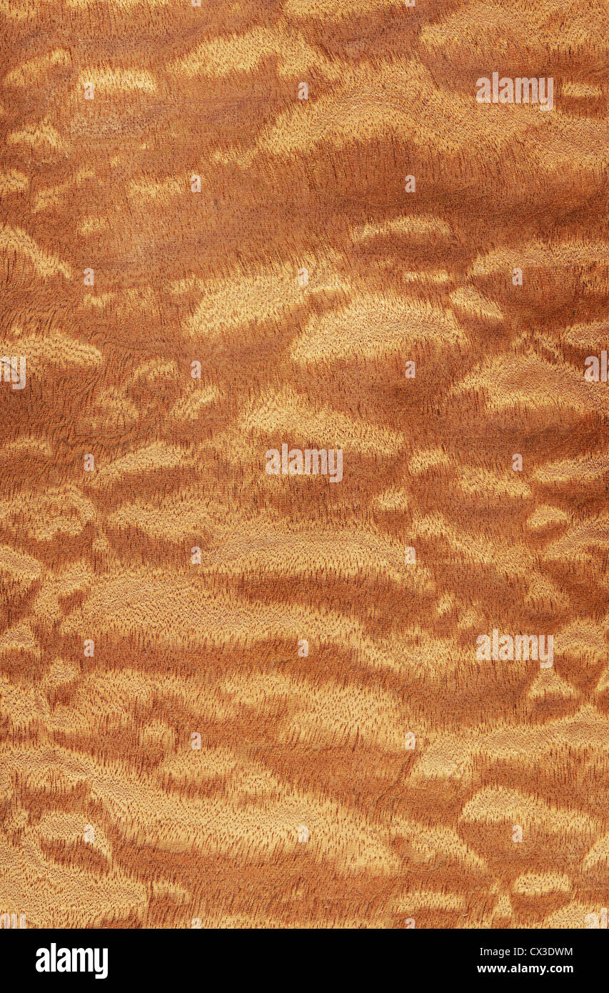 Textur von Sapeli Pommele (hoch-detaillierte Holzstruktur Serie) Stockfoto