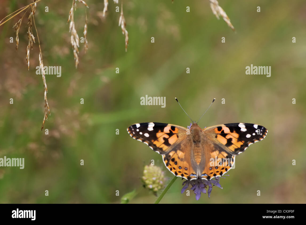 Distelfalter Schmetterling (Vanessa Cardui) auf eine Blume Feld Witwenblume Stockfoto