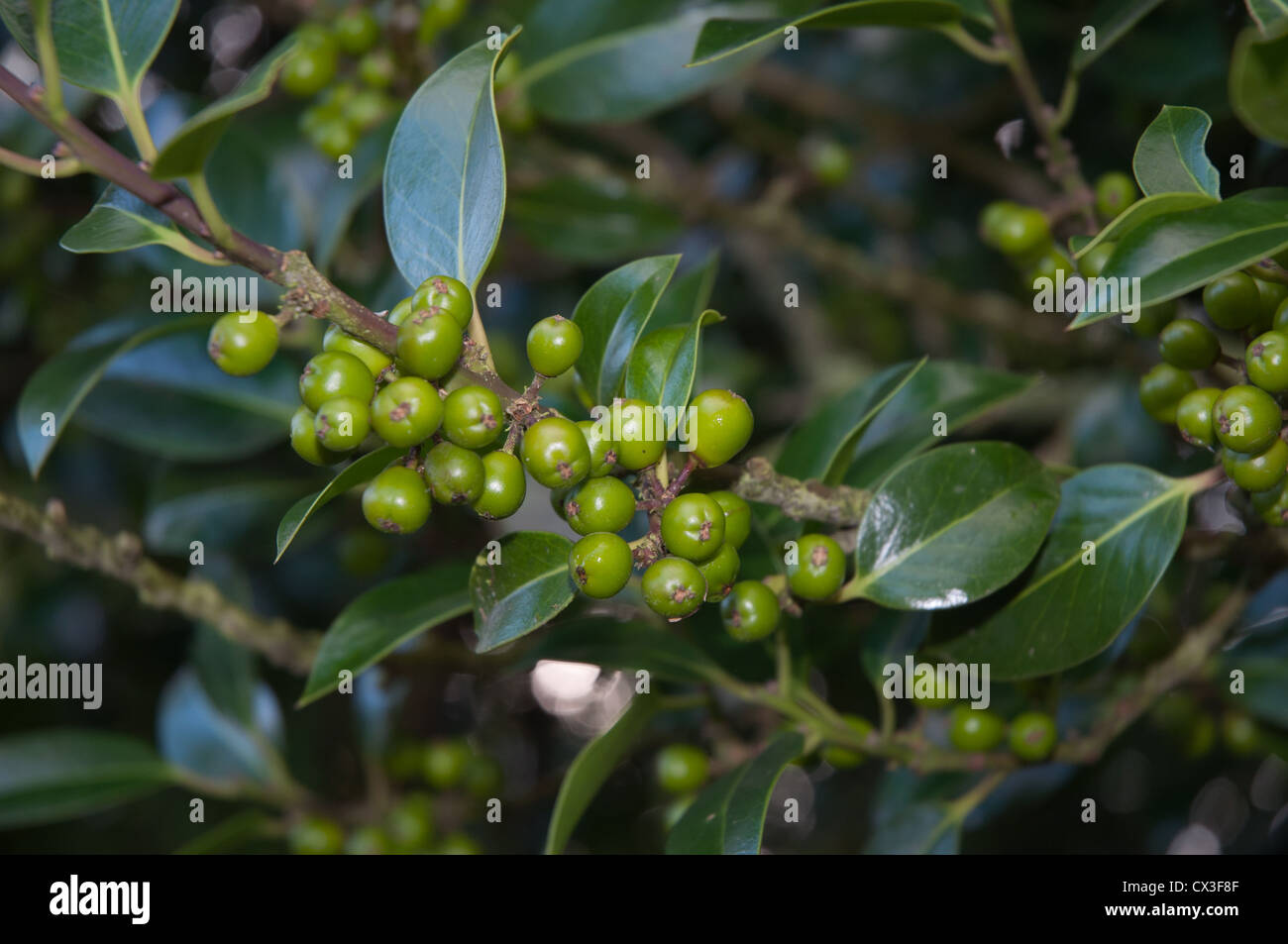 glatt-leaved Stechpalme mit grünen unreifen Beeren reichlich Beeren Stockfoto