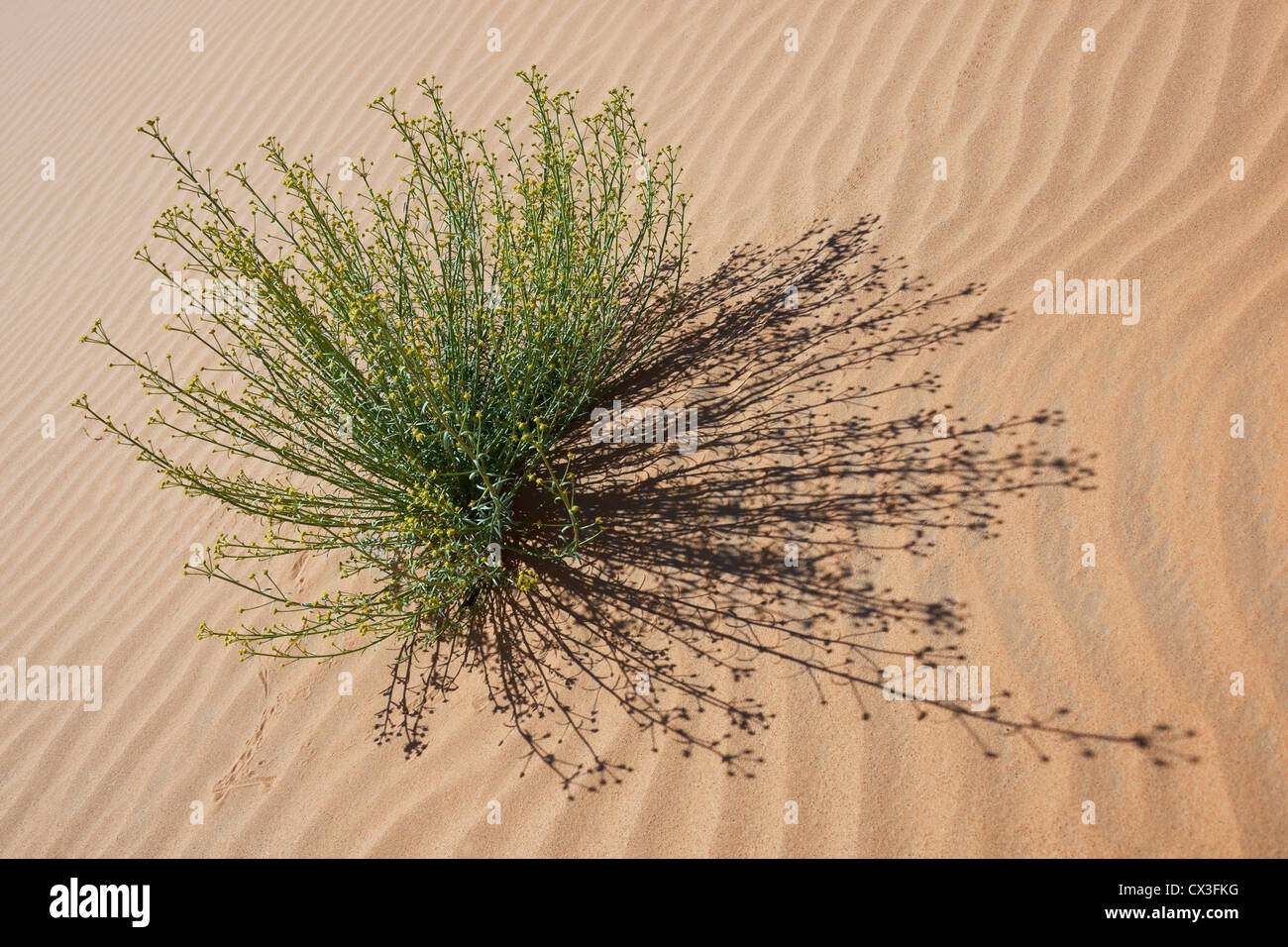 Grüne Pflanze mit kleinen gelben Blüten im Wüstensand, Marokko. Stockfoto