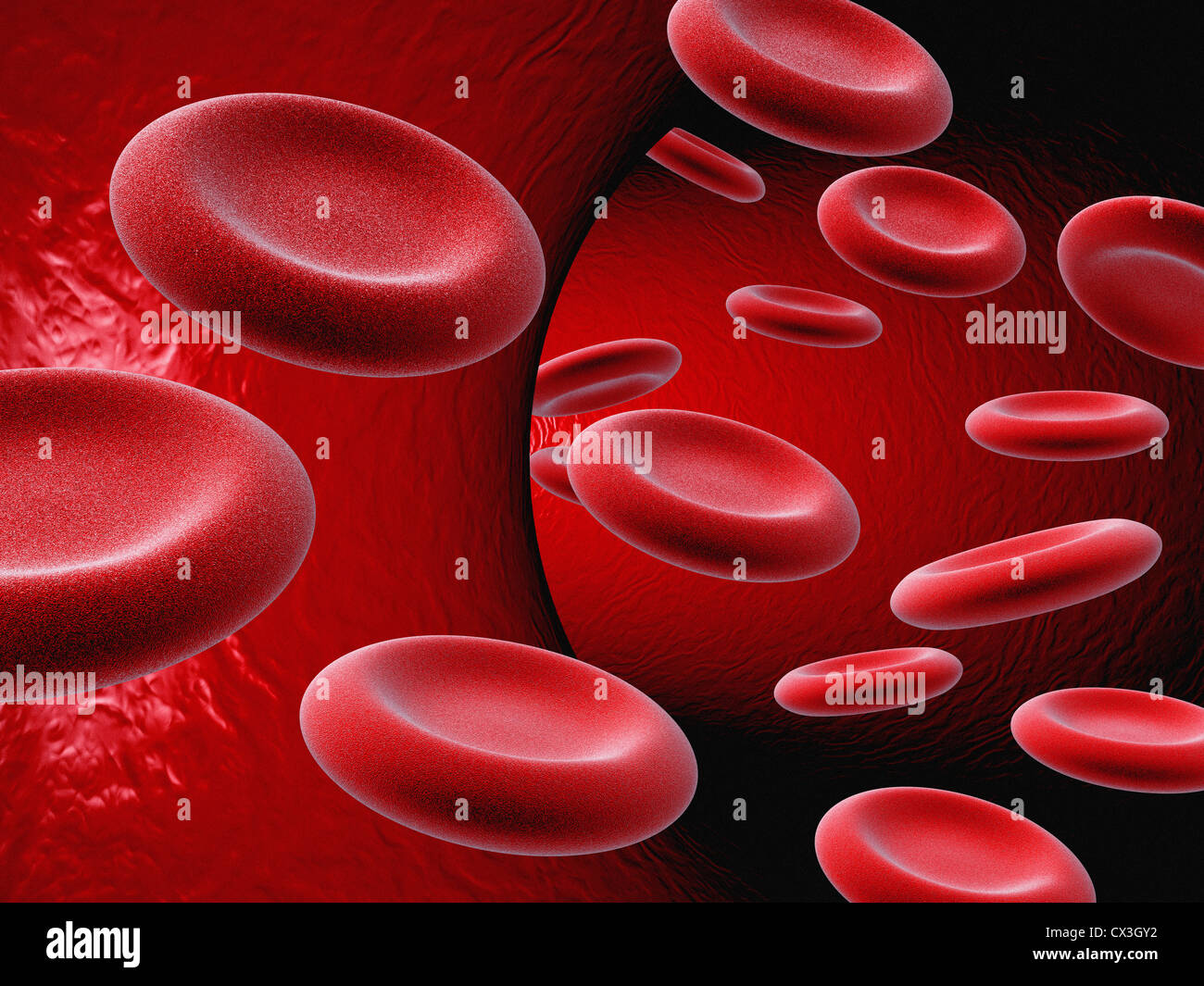 Ader Oder studencka Mit Blutplättchen - Blutgefäß mit Erythrozyten Stockfoto