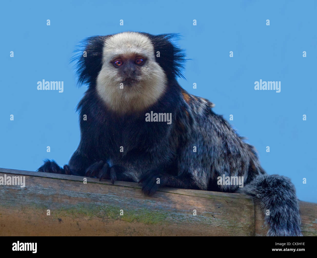 Geoffroys Marmoset/weiße Leitung Marmoset (Callithrix Geoffroyi) Stockfoto