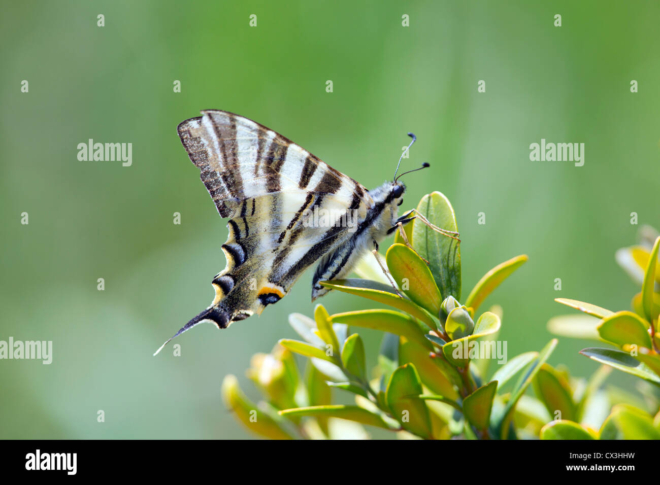 Knappen Schwalbenschwanz Schmetterling; Iphiclides Podalirius; Spanien Stockfoto