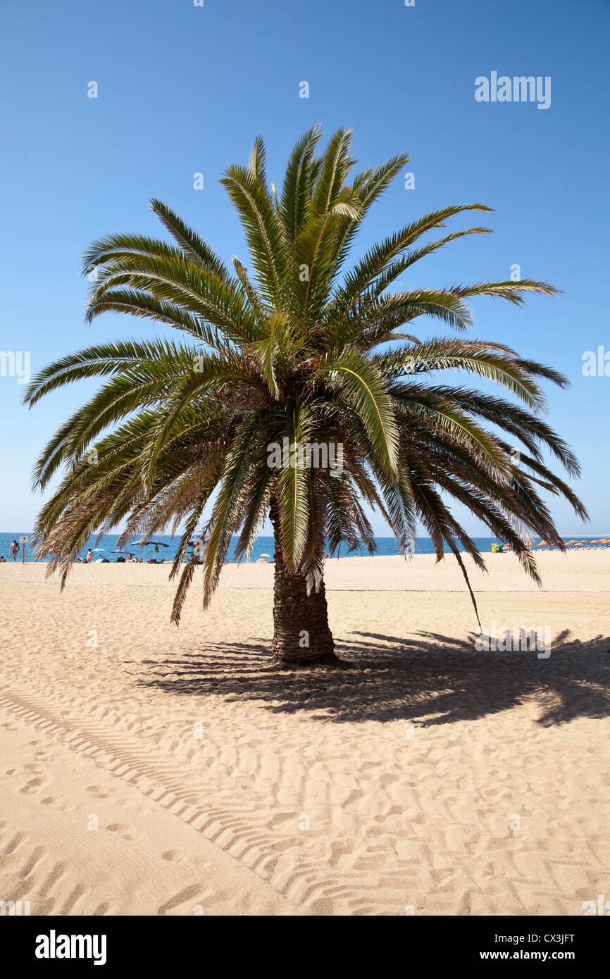 Palme an der Küste, Calella De La Costa, Costa del Maresme, Katalonien, Spanien, Europa Stockfoto