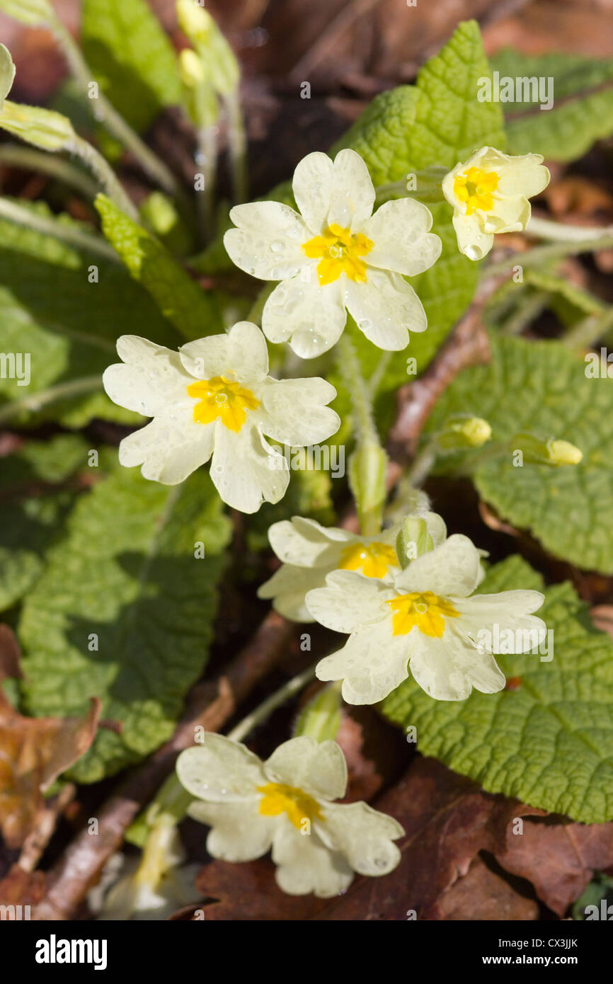 Primel, Primula Vulgaris, April 2012 Dorset Stockfoto