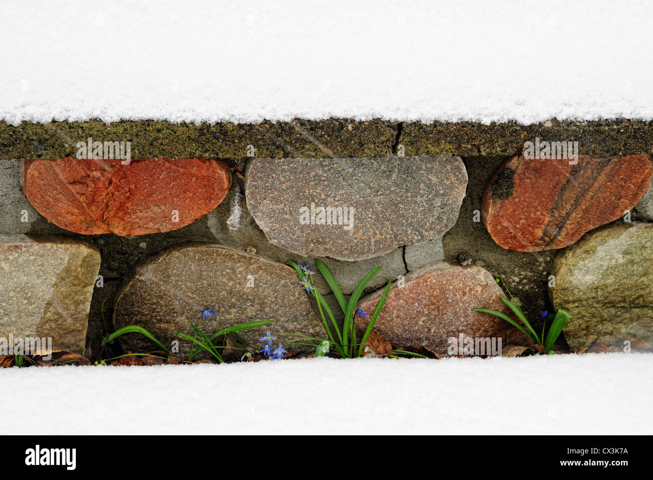 Gartenmauer und Chionodoxa nach Frühling Schneesturm, Greater Sudbury, Ontario, Kanada Stockfoto