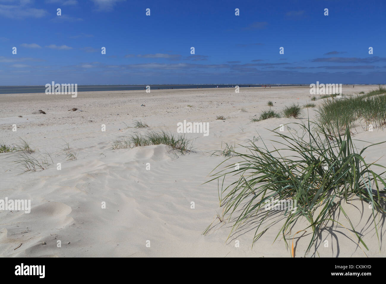 Strand betrachtet von Dünen im Westen Dänemarks Jütland Stockfoto