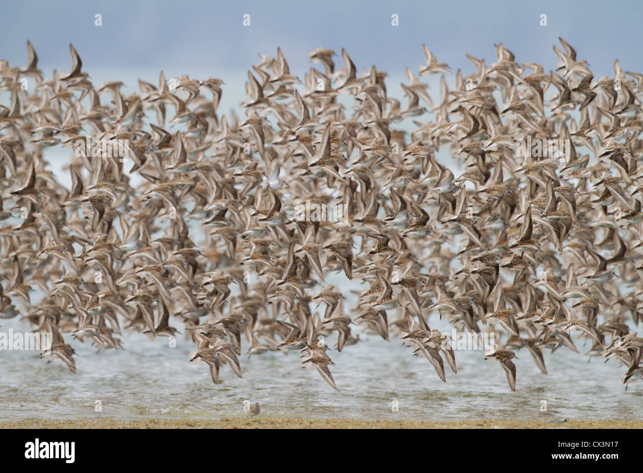 A strömen Tausende von wenigsten und Semipalmated Strandläufer fliegen über das Wasser des Prinz-William-Sund im Frühjahr in der Nähe von Cordova, AK. Stockfoto