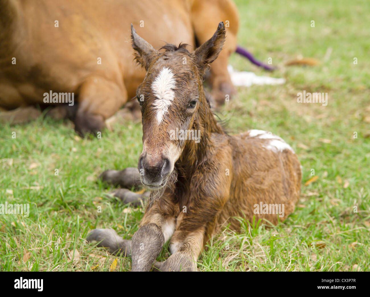 Nach der geburt Fotos und Bildmaterial in hoher Auflösung Alamy