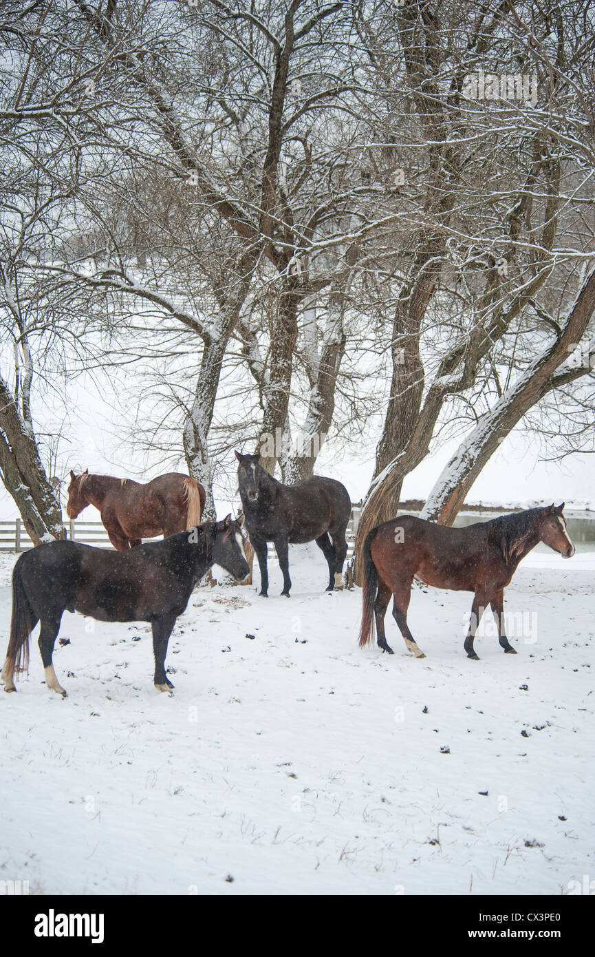 Quarter Horse Herde im verschneiten paddock Stockfoto