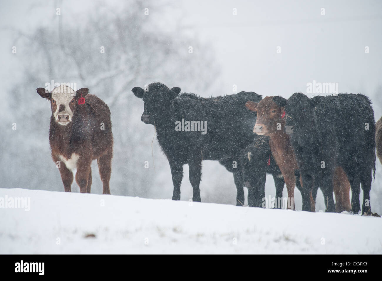 Rinder im Schneegestöber Stockfoto
