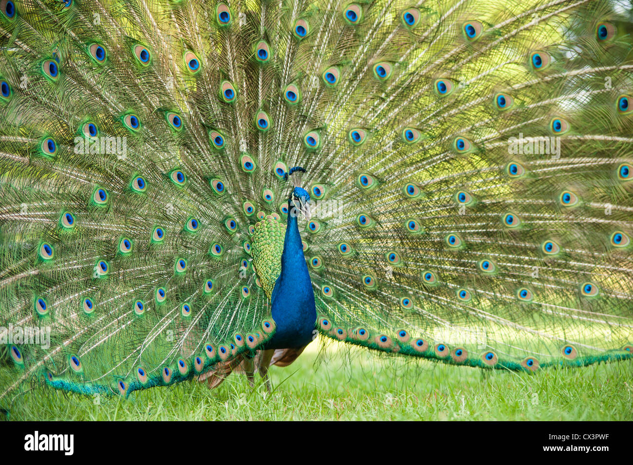 Pfauenfedern display Stockfoto