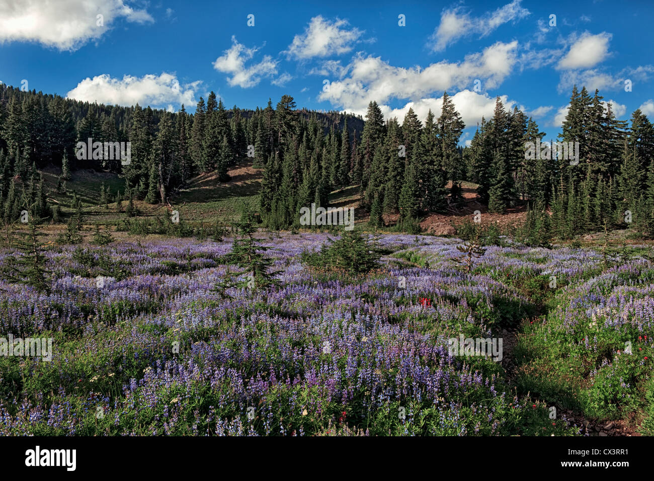 Zentral-Oregon Canyon Creek Wiese und die Mount Jefferson Wilderness Area Blüten mit einer Fülle von Lupine. Stockfoto