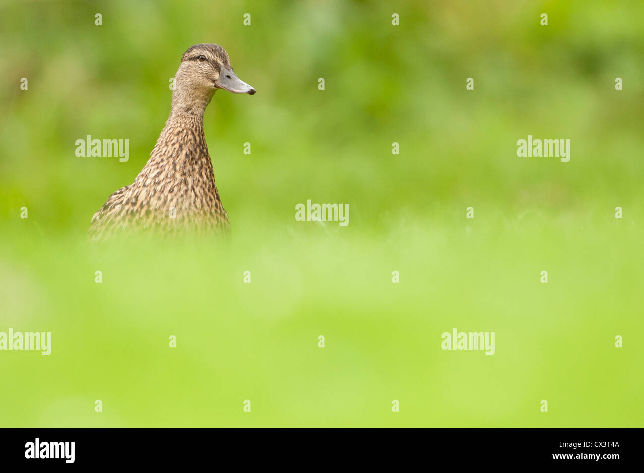 Eine weibliche Stockente (Anas Platyrhynchos) hält ein Auge auf ihren jungen, wie sie abgehen, um in den Rasen zu spielen. Stockfoto