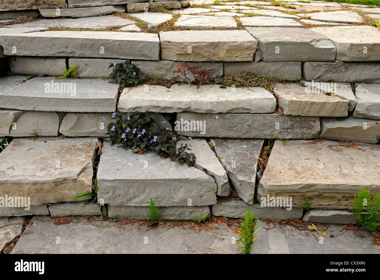 Heimgärten im frühen Frühling-Steinstufen und Labrador-Veilchen, Greater Sudbury, Ontario, Kanada Stockfoto