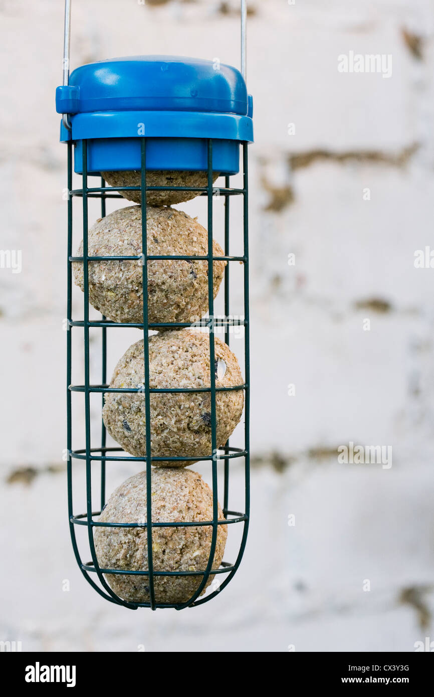 Vier Talg Meisenknödeln in einem Feeder gegen eine alte Mauer. Stockfoto