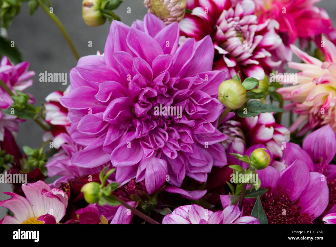 Frisch geschnitten Sie lila Chrysanthemen für den Verkauf auf dem Bauernmarkt in Monterey. Stockfoto