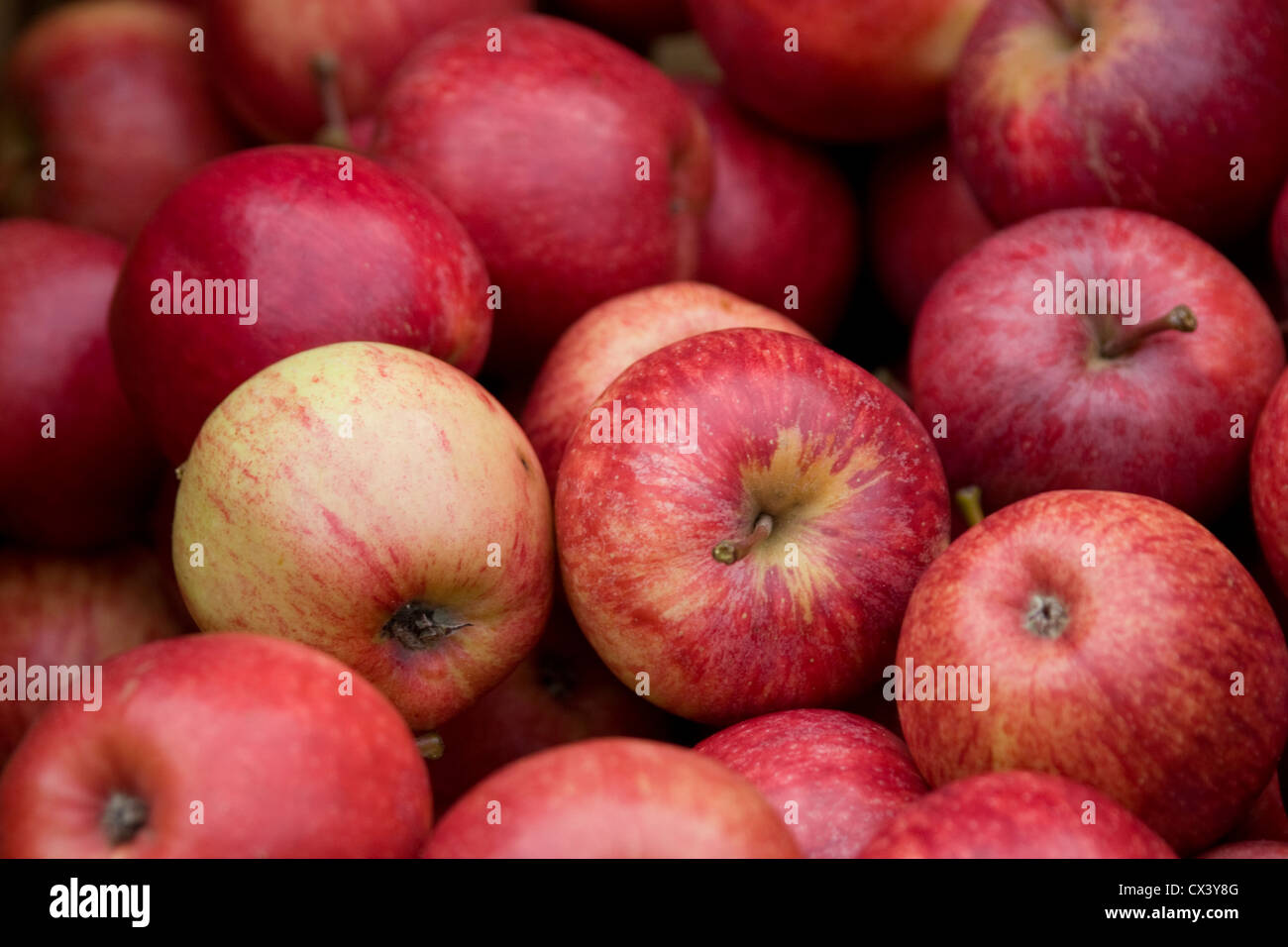 Äpfel zum Verkauf an Monterey Farmers Market Stockfoto