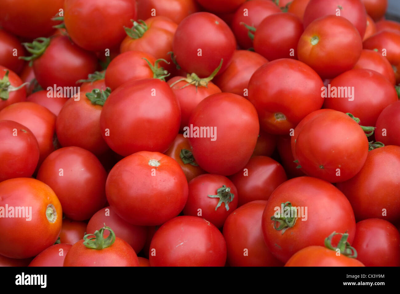 Frische lokal angebauten Tomaten zur Verfügung auf dem Bauernmarkt in Monterey. Stockfoto