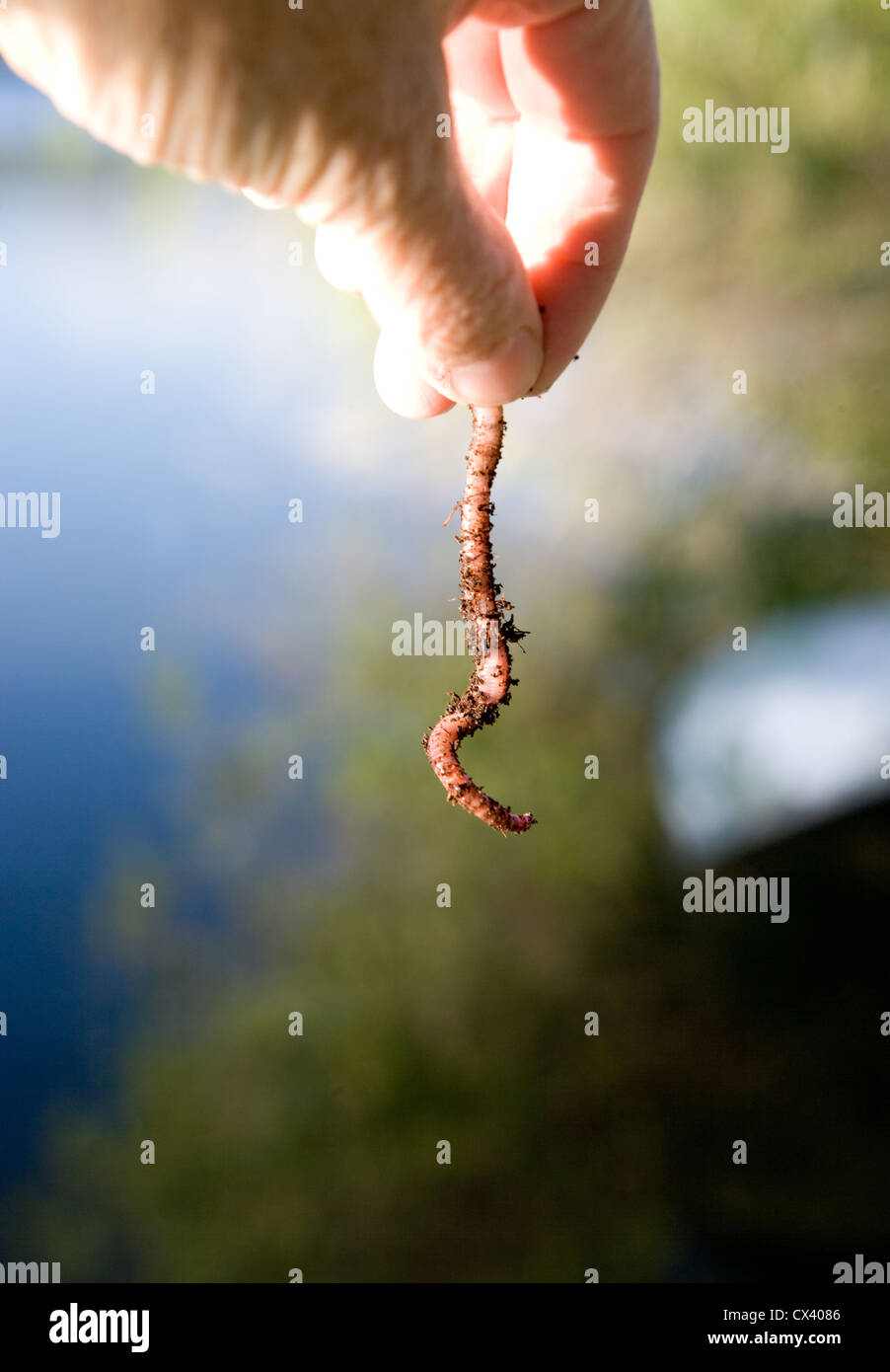 Hand hält Wurm an einem See, immer bereit, Wurm als Köder zu verwenden. Stockfoto