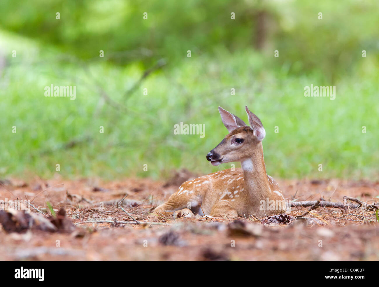 Whitetail Deer fawn ruht in den Wald. Stockfoto
