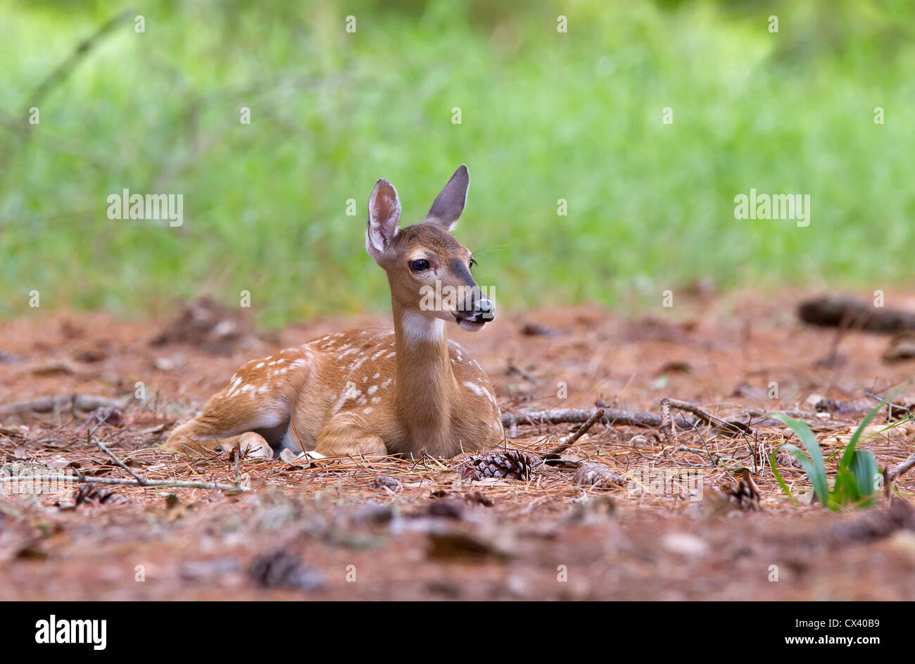Whitetail Deer fawn ruht in den Wald. Stockfoto