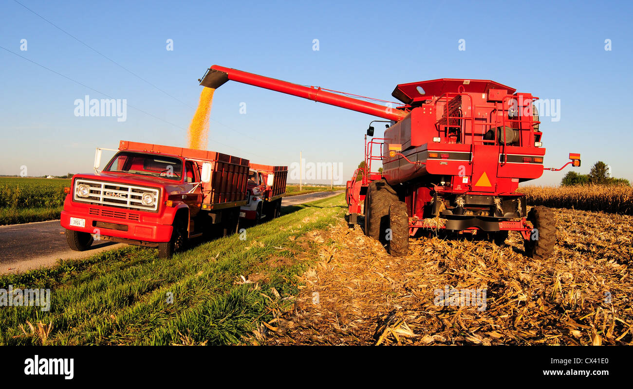 Ein Case IH (International Harvester) kombinieren Sie ernten Mais und lagert das Getreide zu einem GMC-Korn-LKW Stockfoto