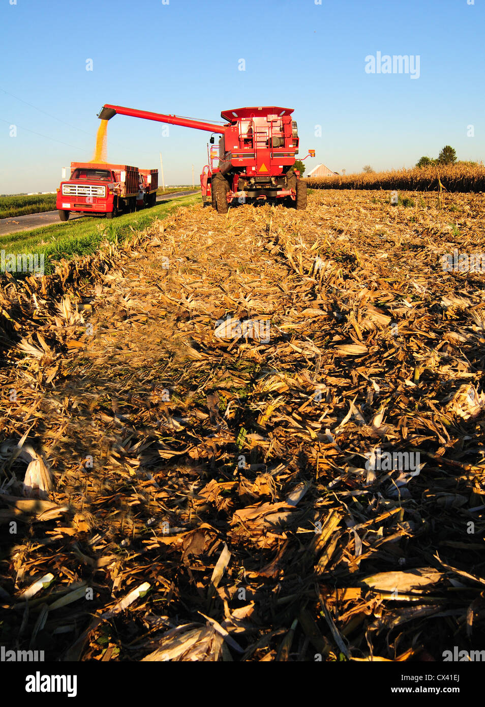 Case IH Mähdrescher Maisernte wird Getreide zu einem GMC-Korn-LKW Stockfoto