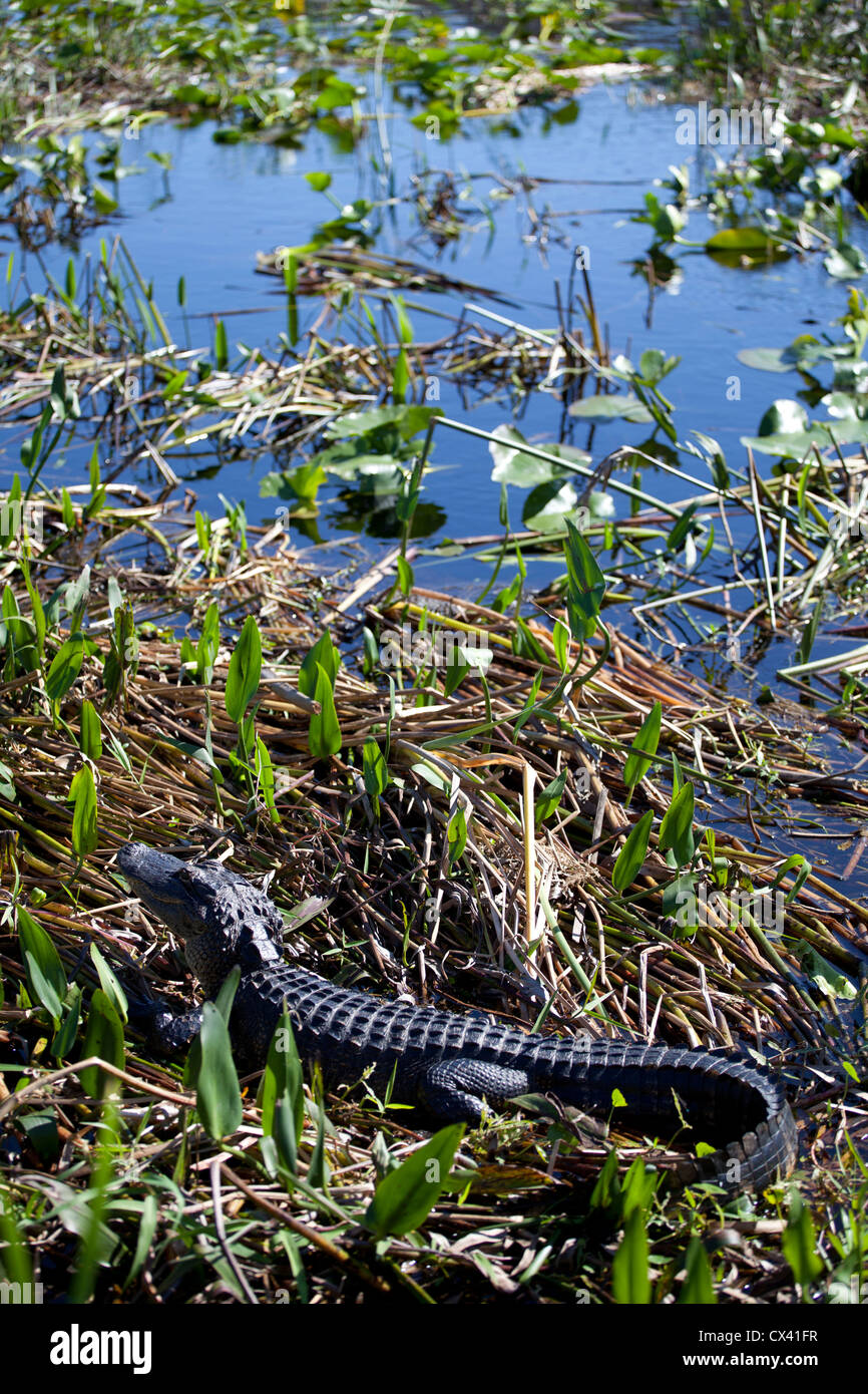 Everglades Florida Orlando USA Stockfoto