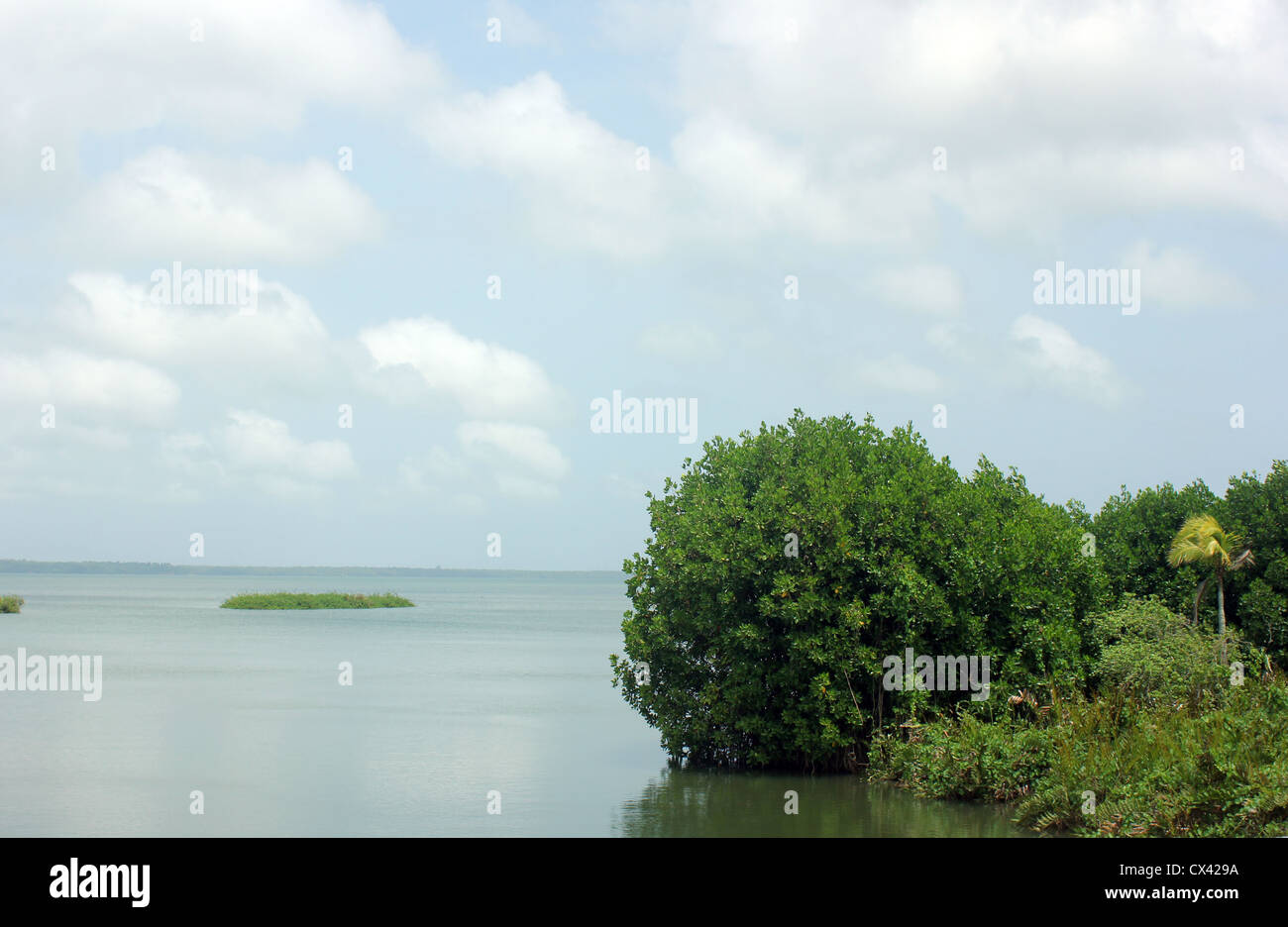 Blick auf Astamudi See, Kollam, Kerala, Indien Südindien, Mangroven Stockfoto