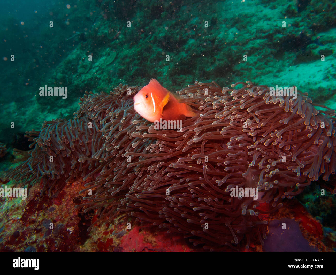 Malediven fisch gestreift Fotos und Bildmaterial in hoher Auflösung