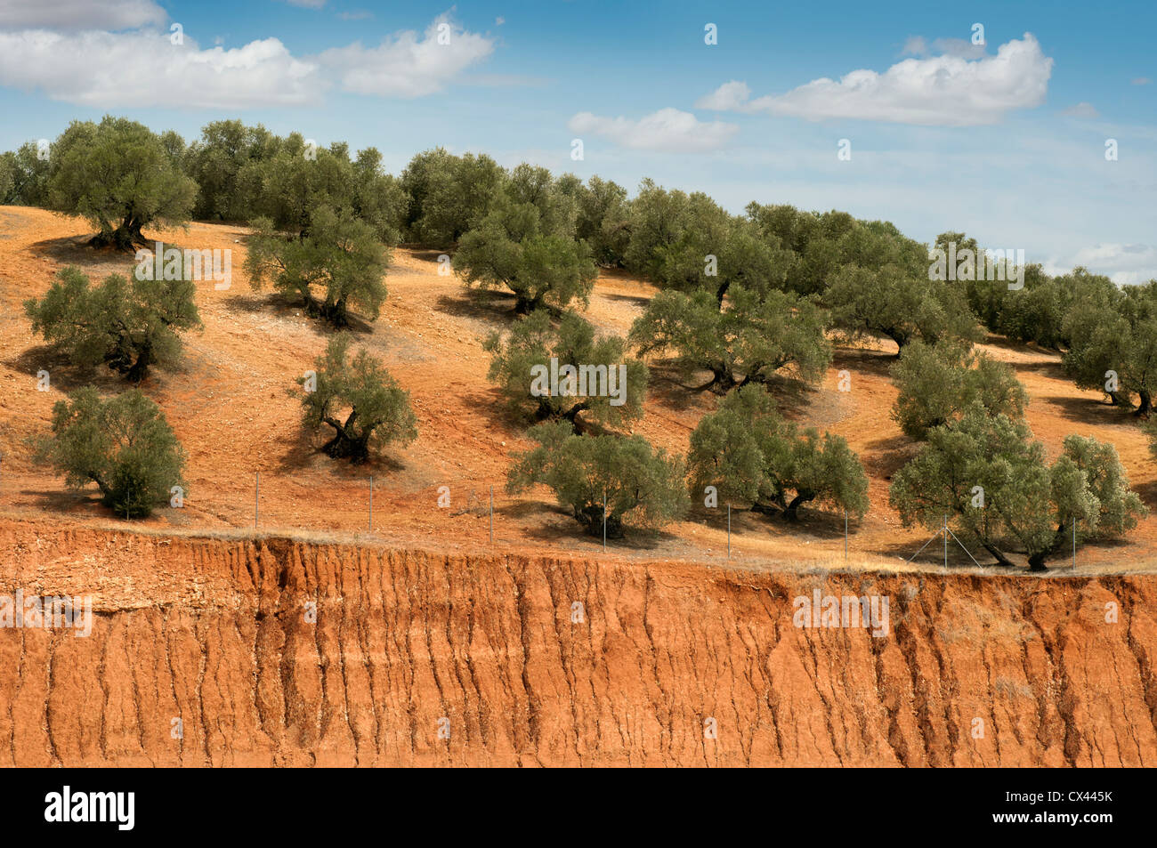 Oliven-Plantagen und bewölktem Himmel. Bäume auf Zeilen Stockfoto