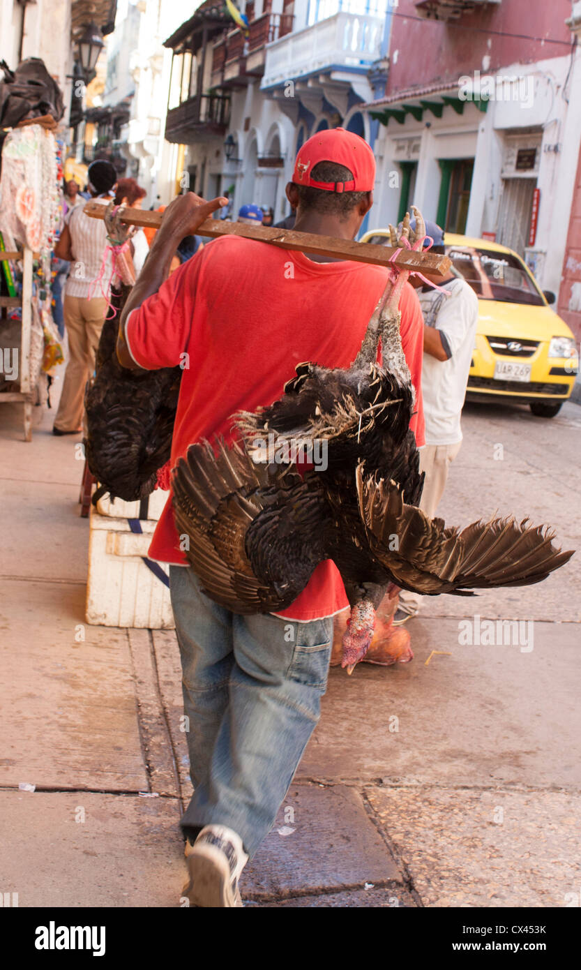 Mann trägt einen Hahn auf seinem Rücken, Cartagena, Kolumbien Stockfoto