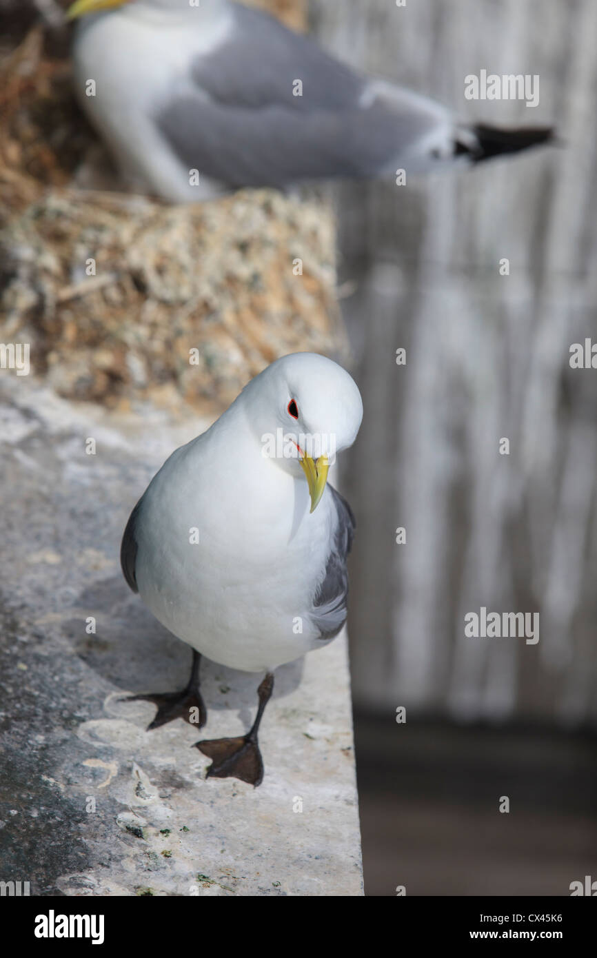 Kittiwake auf Sims in Newcastle Stockfoto
